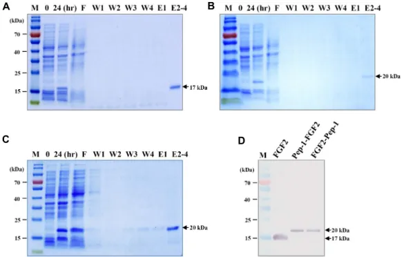 Fig.  4.  Purification  of  FGF2  and  PTD-FGF2  fusion  proteins.  6×His-tagged  recombinant  proteins  were  expressed  for  24  hr  and  then  purified  on  Ni-NTA  Superflow  under  native  or  denaturing  conditions