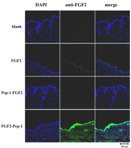 Fig.  5.  Immunofluorescence  staining  for  trans- trans-duction  ability  of  FGF2  and  PTD-FGF2  fusion  proteins