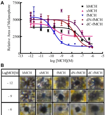 Table  2.  Concentrations  of  MCH  peptides  causing  half  maximal  aggregation  of  scale  melanophores  of  the  Olive   flound-er,  and  in  vitro  relative  potencies  as  compared  to  fMCH