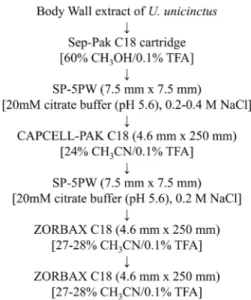 Fig.  2.  Schematic  isolation  process  of  antimicrobial  material  from  U.  unicinctus  body  wall  extract