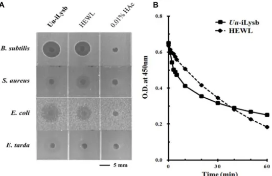 Fig.  6.  A.  The  antimicrobial  activity  of  Uu-iLysb  (0.5  μg)  and  HEWL  (0.5  μg)  against  four  bacterial  strains  (Gram  positive:  Bacillus  subtilis  KCTC  1021,  Staphylococcus  aureus  RN  4220;  Gram  negative:  Escherichia  coli  D31,  Ed