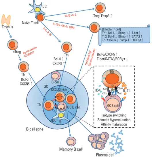Fig. 1.  Germinal center formation controlled by Tfh and Tfr. Naïve T cells interact with Ag-presenting DC and differentiate into specific helper T  cell subsets upon TCR stimulation under specific cytokine environment
