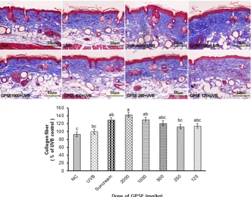 Fig.  3.  GPSE  increase  collagen  fiber  in  UVB-induced  HR-1  hairless  mice.  Skin  tissue  sections  were  stained  with  Masson’s  trichrome  stain  and  the  images  were  obtained  using  an  DP71  microscope  digital  camera  (Olympus,  Japan)