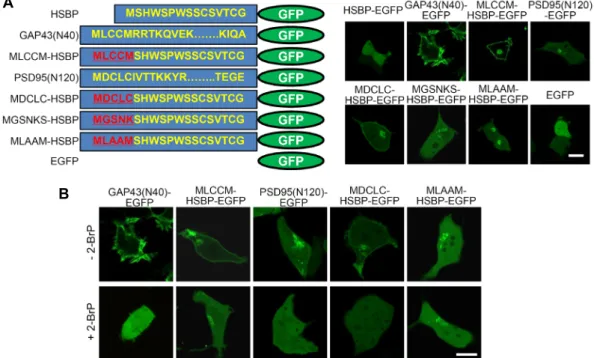 Fig.  1.  Cellular  expression  of  enhanced  green  fluorescent  protein  (EGFP)-fused  heparin-  and  sulfatide-binding  peptides  (HSBP)-  binding  domains  in  HEK293T  cells