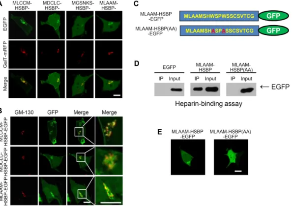 Fig.  2.  Trans-Golgi  network  (TGN)  targeting  of  EGFP-fused  modified  HSBP  (mHSBP)-binding  domains