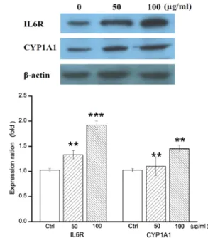 Fig.  4.  Gene  ontology  from  gene  expression  profiles.  Biological  function  of  altered  genes  in  response  to  CHCl 3   fraction  from  P