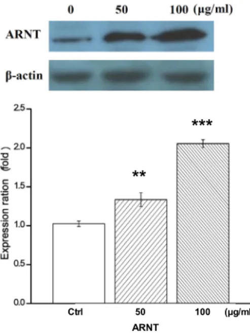 Fig.  7.  Expression  of  up-regulator  ARNT  of  CYP1A1  and  IL6R. 
