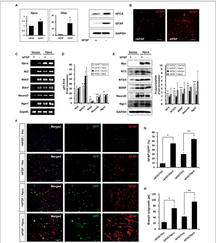 FIGURE 1 | Effect of Hippocalcin (Hpca) on GFAP expression during differentiation of HNPCs