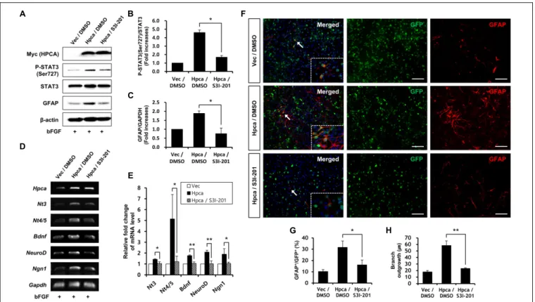 FIGURE 4 | Inhibitory effect of STAT3 (Ser727) activation on astrocytic differentiation of HNPCs