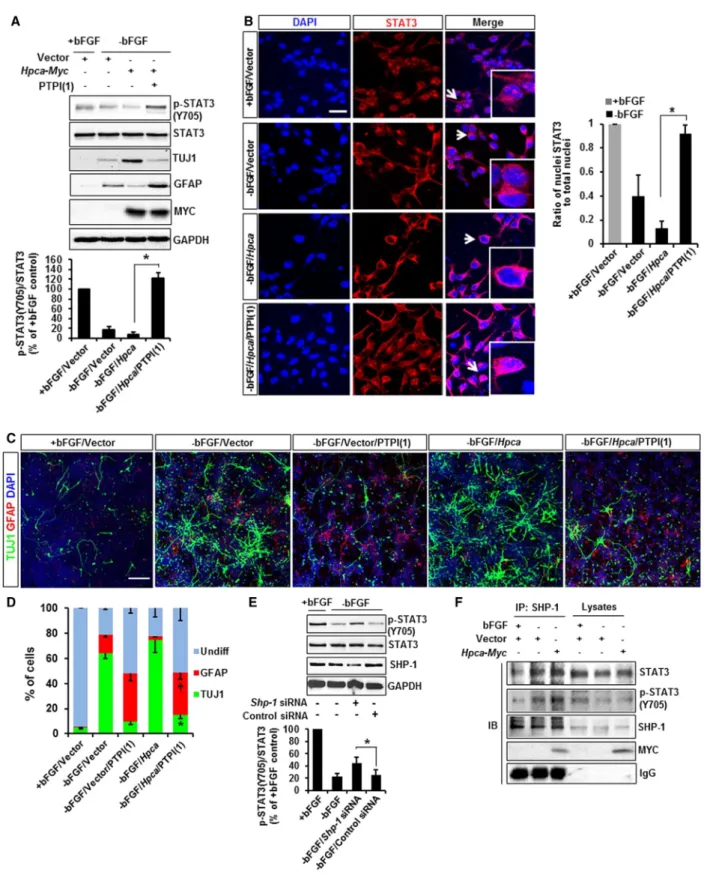 Figure 6. Dephosphorylation of STAT3(Y705) by SHP-1 Is Related to the Neuronal Differentiation of NSCs