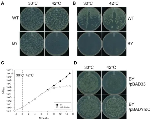 Fig.  1.  YrdC  is  essential  in  Escherichia  coli.  (A)  The  wild-type  and  BY  cells  were  grown  overnight  and  plated  on  LB  plates