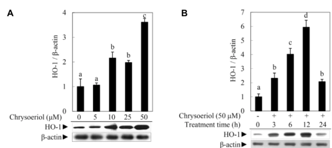 Fig.  2.  Chrysoeriol  induced  HO-1  protein  expression  in  RAW  264.7  cells.  (A)  Chrysoeriol  induced  HO-1  protein  expression  as  a  function  of  concentration
