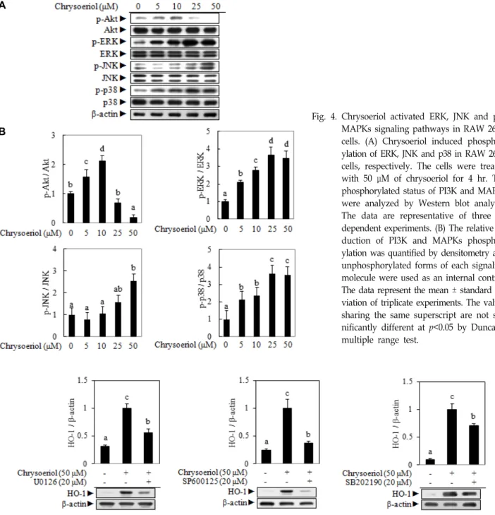 Fig.  4.  Chrysoeriol  activated  ERK,  JNK  and  p38  MAPKs  signaling  pathways  in  RAW  264.7  cells