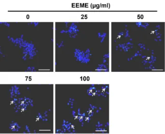 Fig.  4.  Apoptotic  morphological  changes  of  HepG2  cells  by  EEME  treatment.  EEME-treated  cells  were  fixed  with  4%   form-aldehyde,  permeabilized  with  0.5%  Triton  X-100  and  stained  with  DAPI  for  20  min