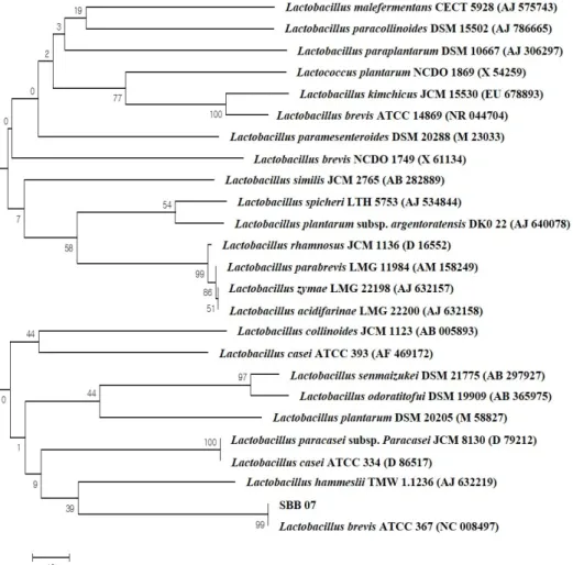 Fig.  2.  Phylogenetic  tree  based  on  nearly  complete  16S  rRNA  gene  sequence  of  strain  SBB07