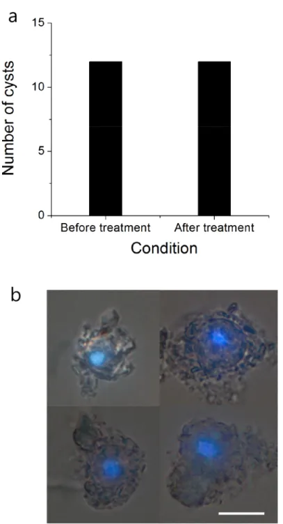 Fig 5. The effects of DNA debris removal process on H. akashiwo cysts. Changes in number of normal cysts (i.e., not destroyed) before and after treatment in distilled water at 75°C (a)