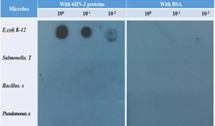 Fig.  2.  SDS-PAGE  (A)  and  Western  blot  (B).  The  molecular  size  markers  were  shown  in  the  first  lanes