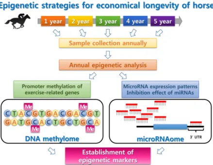 Fig.  3.  Epigenetic  strategies  for  economical  lon- lon-gevity  of  horse.  The  individual  genome  sequence  of  horse  is  invariable  for  a   life-time,  whereas  the  DNA  methylome  and  microRNA  expression  patterns  are   varia-ble  depend  o