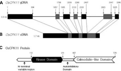 Fig.  1.  Structure  of  OsCPK11  gene  and  protein. 