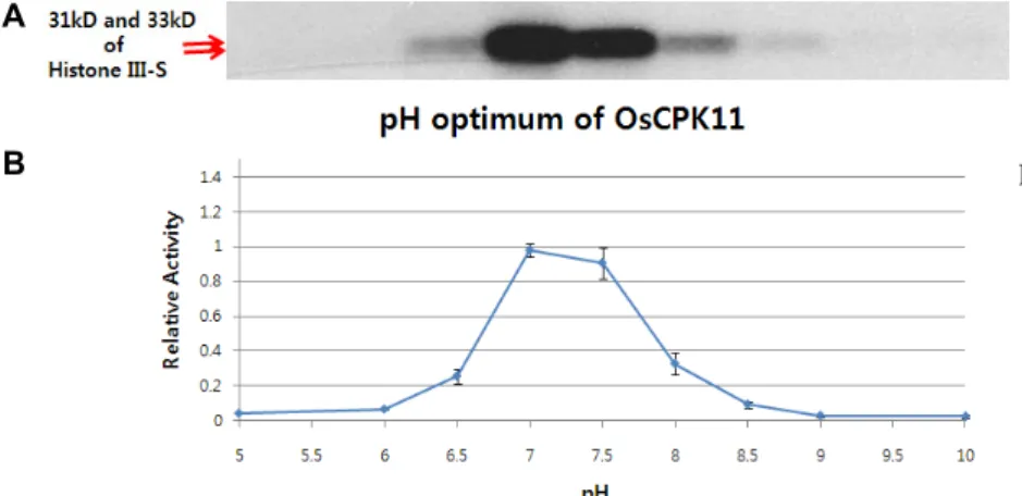 Fig.  4.  Searching  for  the  substrates  of  OsCPK11.  1  ug  of  GST-  OsCPK11  and  each  1  ug  of  Histone  III-s,  MBP,  and   ca-sein  as  a  substrate  were  used  for  the  assay  and  all  buffers  contained  100  uM  Mg 2+ 