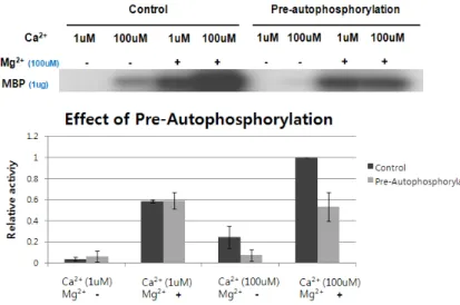 Fig.  9.  Effect  of  pre-autophosphorylation  of  OsCPK11  on  its  transphosphorylation