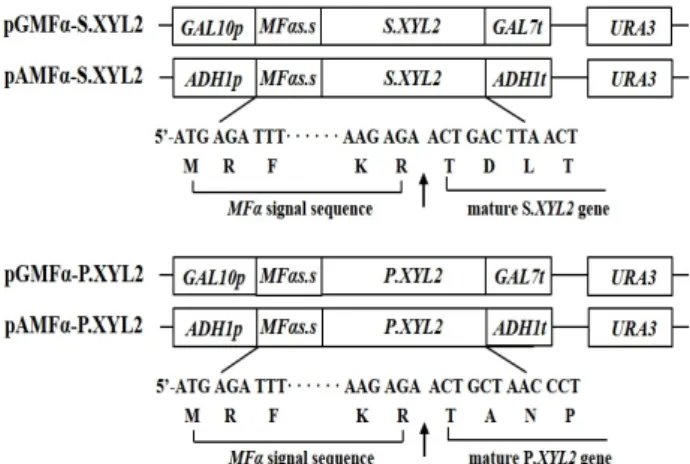 Fig.  1.  Schematic  of  the  xylitol  dehydrogenase  expression  plas- plas-mids,  pGMFα-S.XYL2,  pAMFα-S.XYL2,  pGMFα-P.XYL2  and  pAMFα-P.XYL2