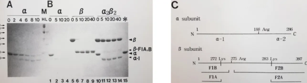 Fig.  1.  Trypsin  Treatment  of  Wild  Type  Tryptophan  Synthase  (TS).  Various  forms  of  TS  (α,  β,  and  α 2 β 2 )  were  treated  with  1  ug/ml  trypsin  (A)  or  5  ug/ml  trypsin  (B)