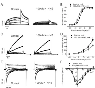 Figure 5. 4-HNE 처리로 감소한 I Kr , I Ks , I Ca,L . A, B.  hERG  과발현  HEK-293T  세포주에서  I Kr 을 