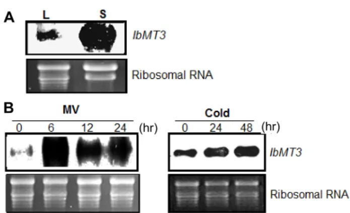 Fig.  4.  (A)  Expression  of  IbMT3  gene  in  leaf  (L)  and  suspension-  cultured  cells  (S)
