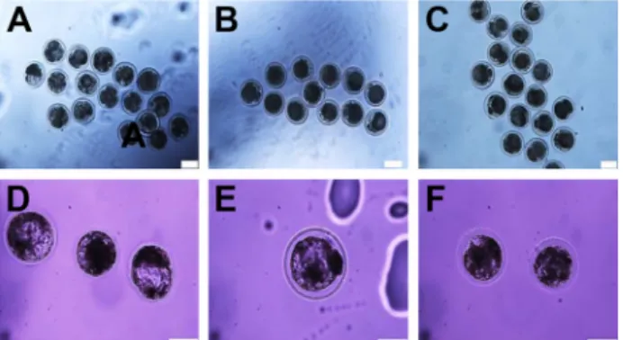 Fig.  1.  In  vitro  development  and  morphology  of  embryos  col- col-lected  at  the  compacting  2-cell,  morula  and  blastocyst  stages