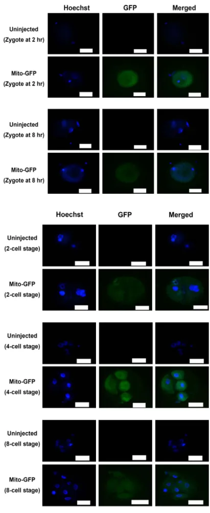 Fig.  2.  Patterns  of  microinjected  GFP-tagged  mitochon- mitochon-dria  at  zygote  stages  (at  2  hr  and  8  hr)  in  early  bovine  embryo  development
