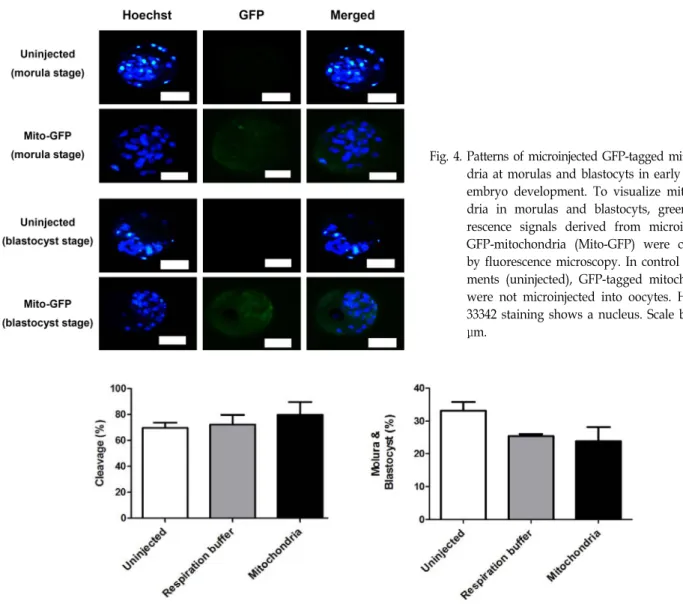 Fig.  4.  Patterns  of  microinjected  GFP-tagged  mitochon- mitochon-dria  at  morulas  and  blastocyts  in  early  bovine  embryo  development