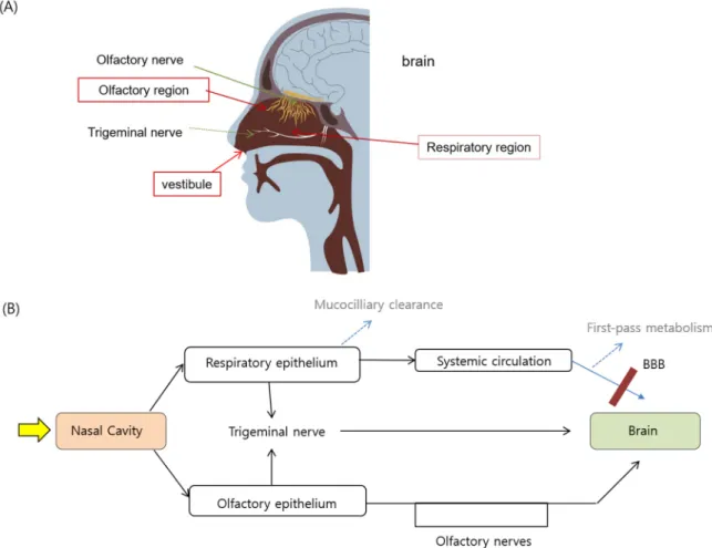 Figure 1. (A) Intranasal structure involved in the possible drug transport and (B) the potential drug  transport routes leading to brain uptake following intranasal administration