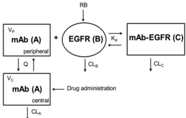 Figure 16. Strucutrure of TMDD Model 