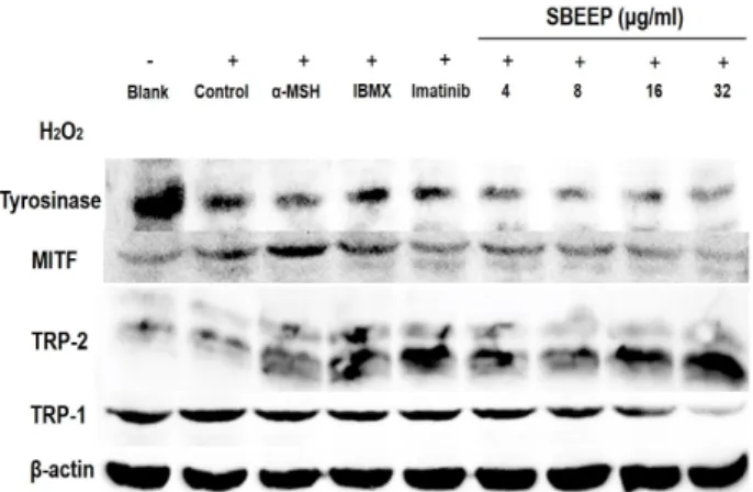 Fig.  10.  Effect  of  SBEEP  on  protein  expressions  of  TRP-1,  TRP-2,  tyrosinase,  MITF  in  B16F1  cells  treated  H 2 O 2 