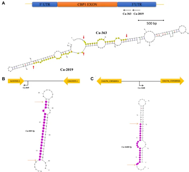 Fig.  2.  Genomic  location  and  predicted  secondary  structures  of  the  four  most  highly  expressed  miRNAs  in  C