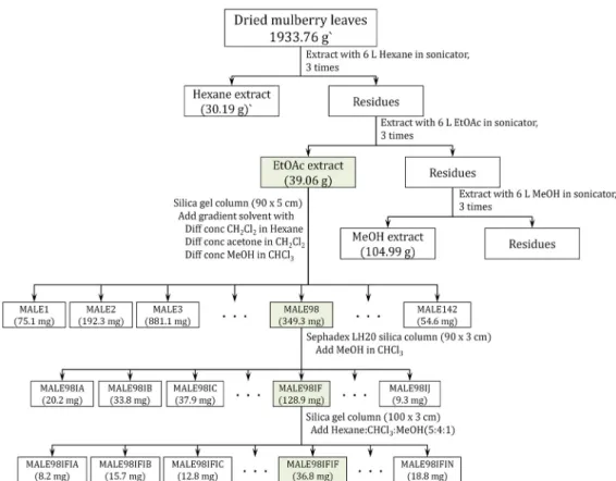 Fig.  1.  Extraction  and  isolation  scheme  of  the  daucosterol  from  mulberry  leaves  (Morus  alba).