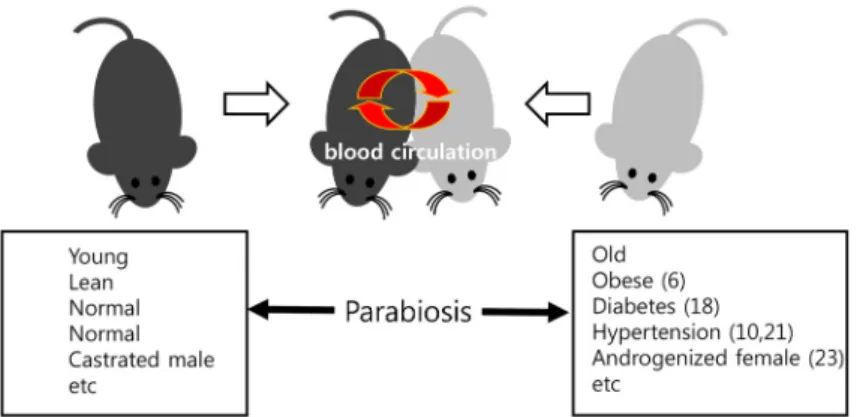 Fig.  2.  Schematic  diagram  of  parabiosis  model. 