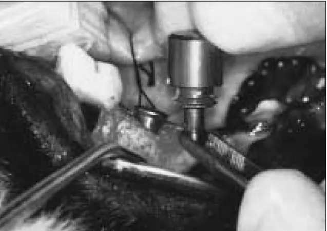 Fig. 3.  Block sectioning around the implants.