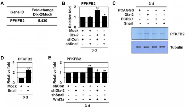 Fig.  1.  Wnt  induces  PFKFB2  expression  by  activating  Dlx-2  and  Snail.  (A)  MCF-7  cells  were  transfected  with  Dlx-2