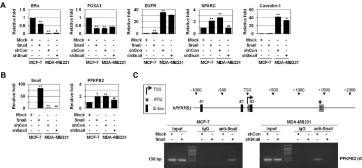 Fig.  2.  Snail  induces  PFKFB2  expression.  MCF-7  cells  were  transfected  with  Snail