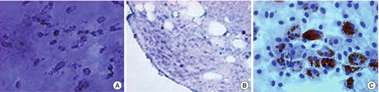 Fig. 1. Characterization of MSCs in vitro. Differentiation of MSCs. (A) Cultured in appropriate differentiate media, MSCs differentiated osteocytes