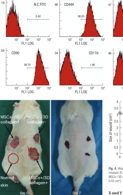Fig. 3. Effects of MSCs. The wound size was significantly smaller in the MSCs+/3D  collagen+ site at day 7