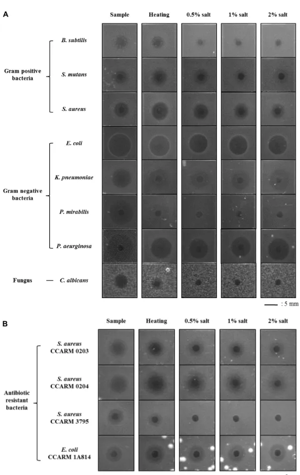 Fig.  3.  Antimicrobial  activities  and  stability  of  synthesized  peptide  (McSSP-31)  under  heat  and  salt  condition  against  Gram  positive,  Gram  negative  bacteria,  fungus  (A)  and  antibiotic  resistant  bacteria  (B)