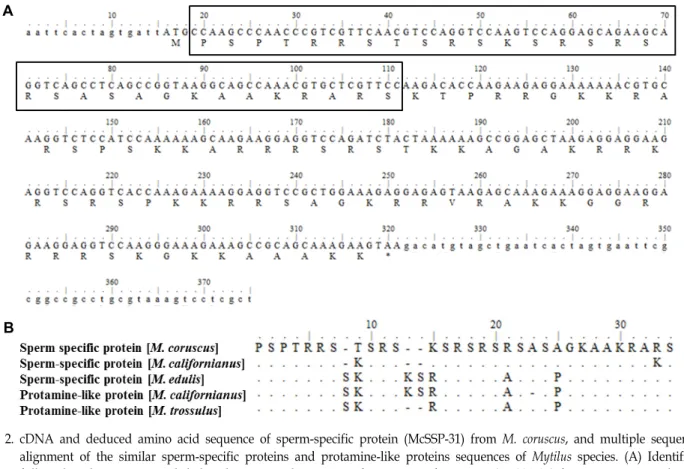 Fig.  2.  cDNA  and  deduced  amino  acid  sequence  of  sperm-specific  protein  (McSSP-31)  from  M