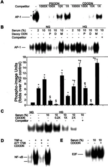 Figure 2. Effects of CDODN on the DNA binding activity of AP-1.