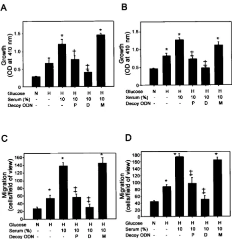 Figure 4. Inhibitory effects of CDODN on human (A) and rat (B) VSMC proliferation were examined