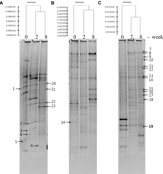 Fig.  1.  PCR-DGGE  profiles  representing  the  bacterial  diversity  in  fecal  samples