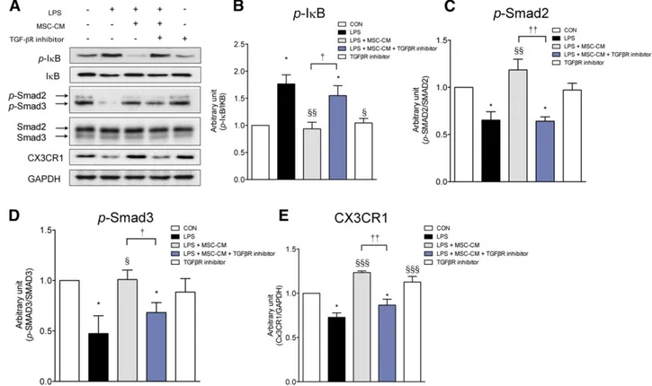 Figure 7. MSC-CM inhibits the NF-kB pathway and rescues CX3CR1 expression via the TGF-b signaling pathway in LPS-stimulated microglia