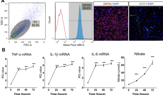 Figure 1. Lipopolysaccharide (LPS)-induced inflammatory reaction in primary cultured microglia